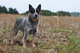 BOUVIER AUSTRALIEN 346